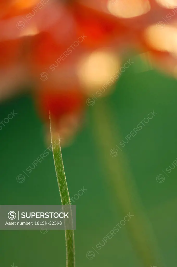 Corn Poppy, Close-up