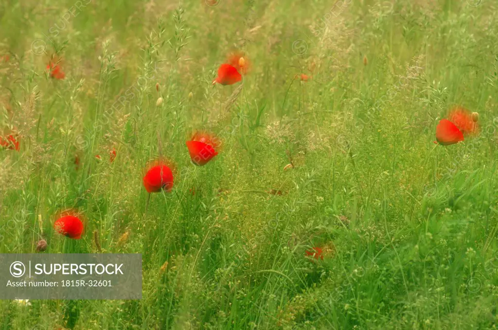 Poppies growing in field