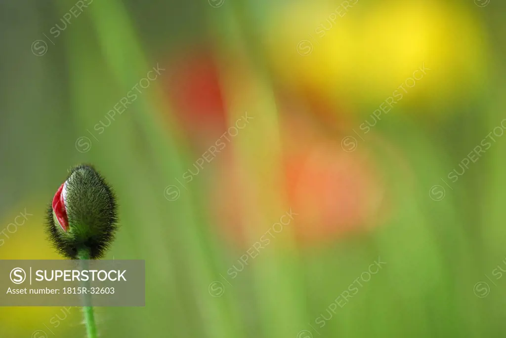 Bud of iceland poppy (papaver nudicaule), close-up