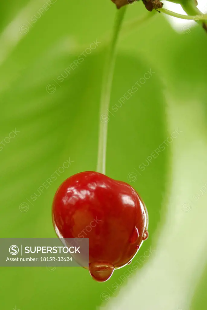 Cherry on tree, close-up