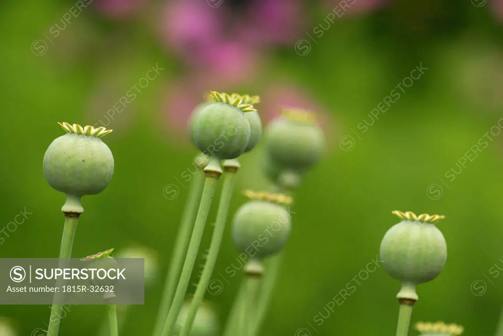 Opium, poppy, Papaver somniferum