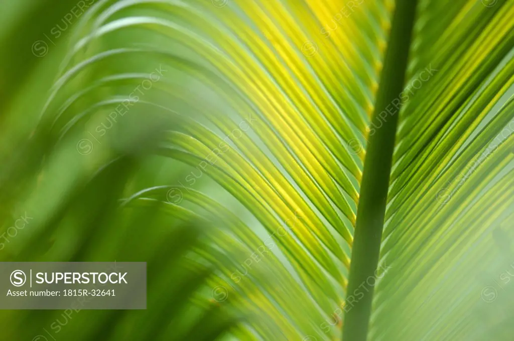 King Sago Palm,Cycas revoluta, close-up