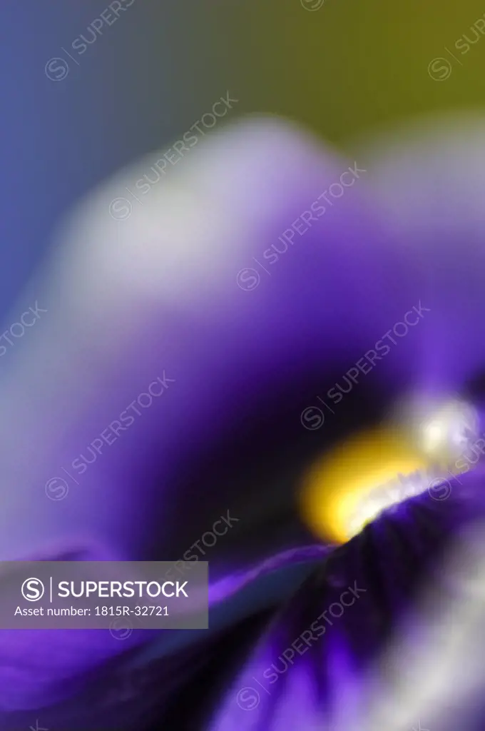 Blossom of viola (Viola tricolor hortensis), detail