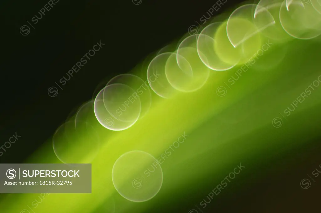 Grass, light reflex, close-up