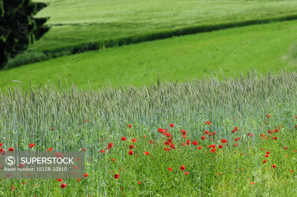 Germany, Deggenhausen, Poppies growing in field