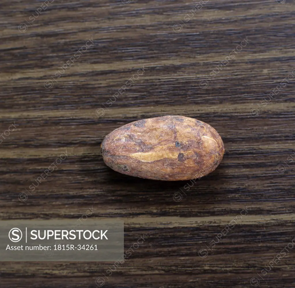 Single cocoa bean, elevated view
