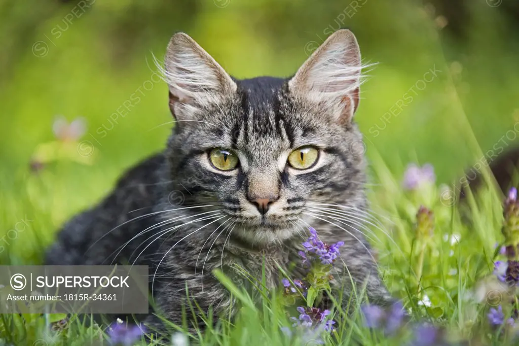 Cat in meadow