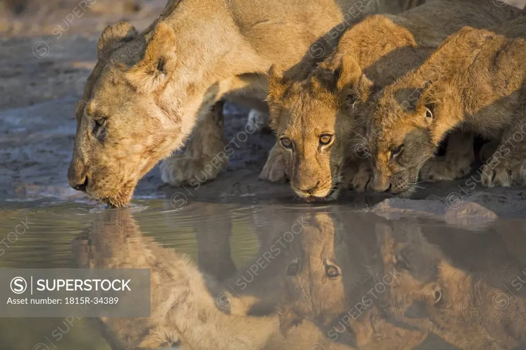 Africa, Botswana, Lioness and cubs