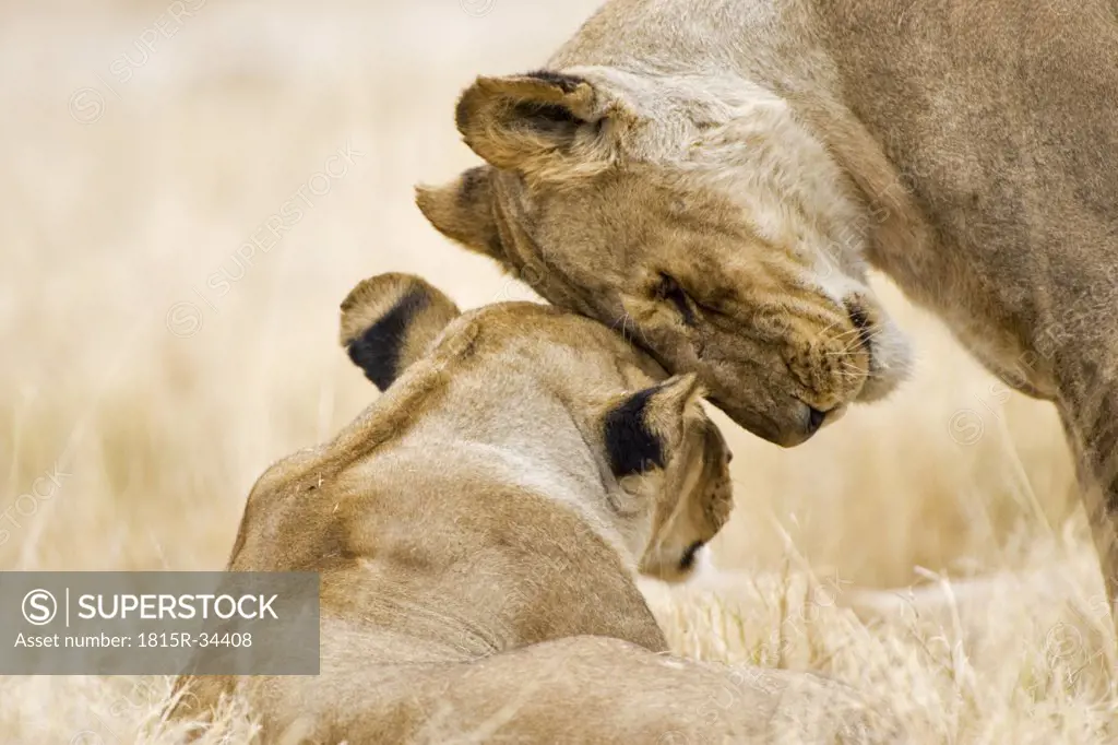 Africa, Botswana, two Lions