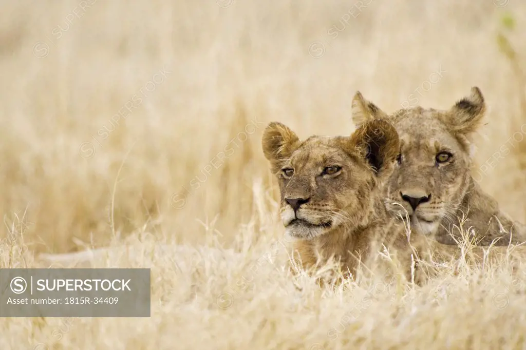 Africa, Botswana, Lioness and cub