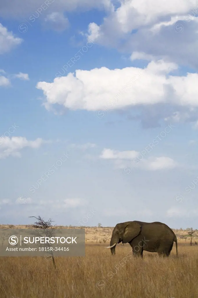 South Africa, Krüger National Park, Elefant