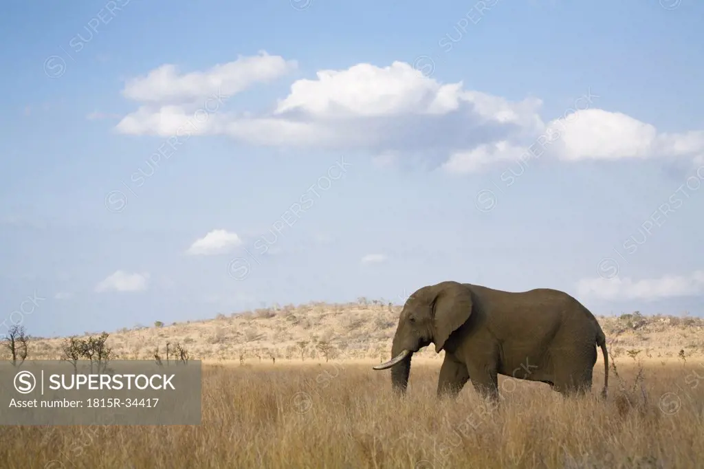 South Africa, Krüger National Park, Elefant