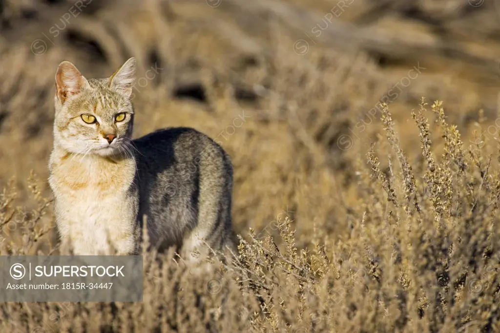 Africa, African Wild Cat