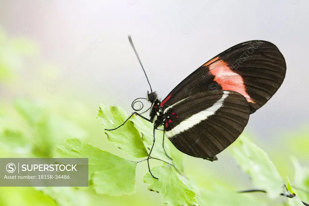Postman butterfly (Heliconius erato), on leaf