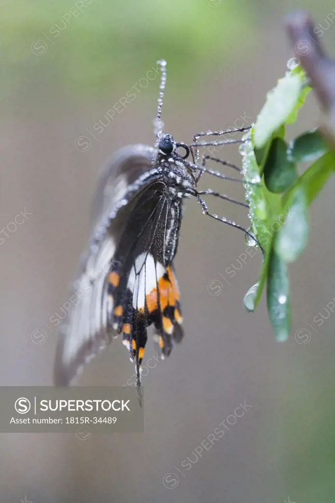 Common Mormon Butterfly (Papilio polytes), close-up