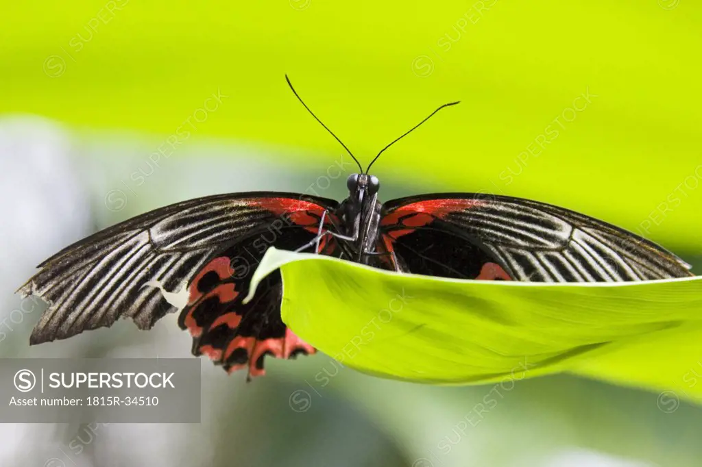 Papilio Rumanzovia Butterfly on leaf, close-up