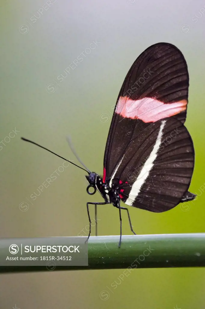 Postman butterfly (Heliconius erato), on leaf