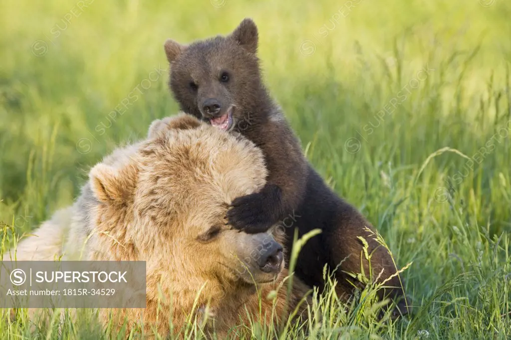 European Brown Bear Mother and Cub, Ursus arctos), close-up