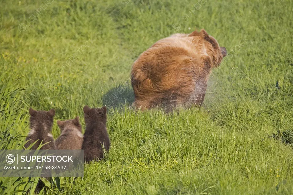 European Brown Bear With Cubs, (Ursus arctos)