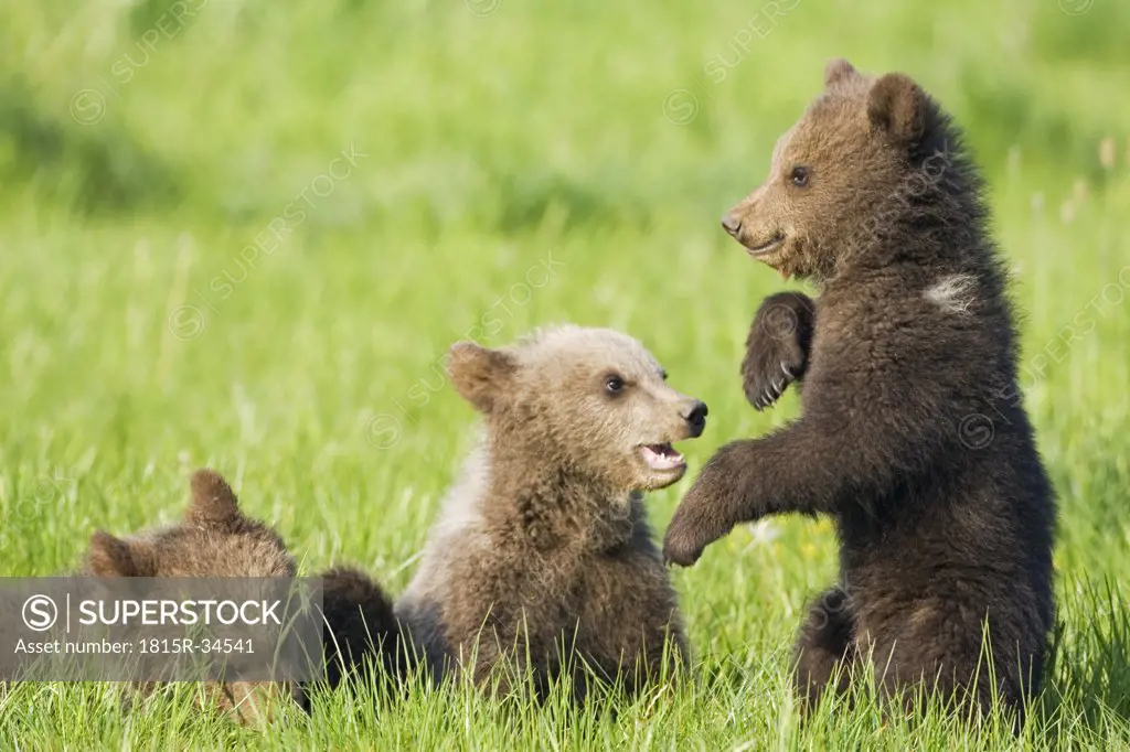 European Brown Bear Cubs Playing ((Ursus arctos), close-up