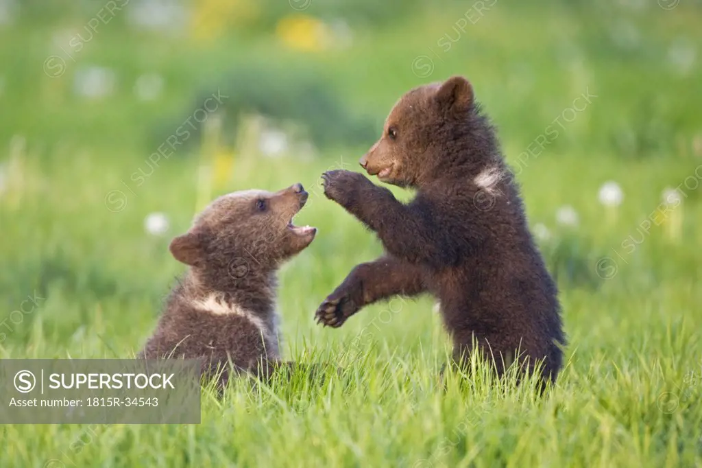 European Brown Bear Cubs Playing ((Ursus arctos), close-up