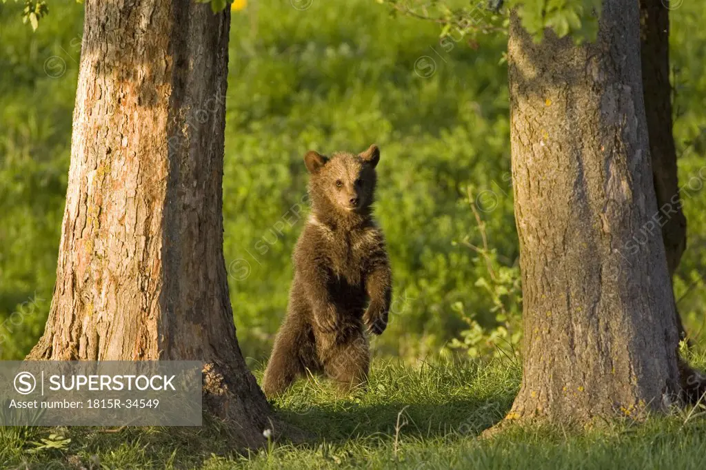 European Brown bear (Ursus arctos) standing on hind legs, close-up