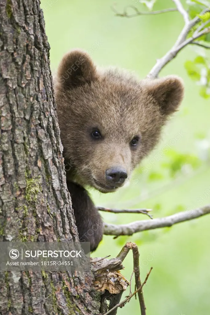 European Brown bear cub in tree (Ursus arctos), close-up