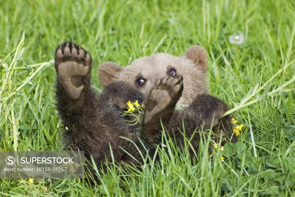 European Brown bear cub, (Ursus arctos), close-up