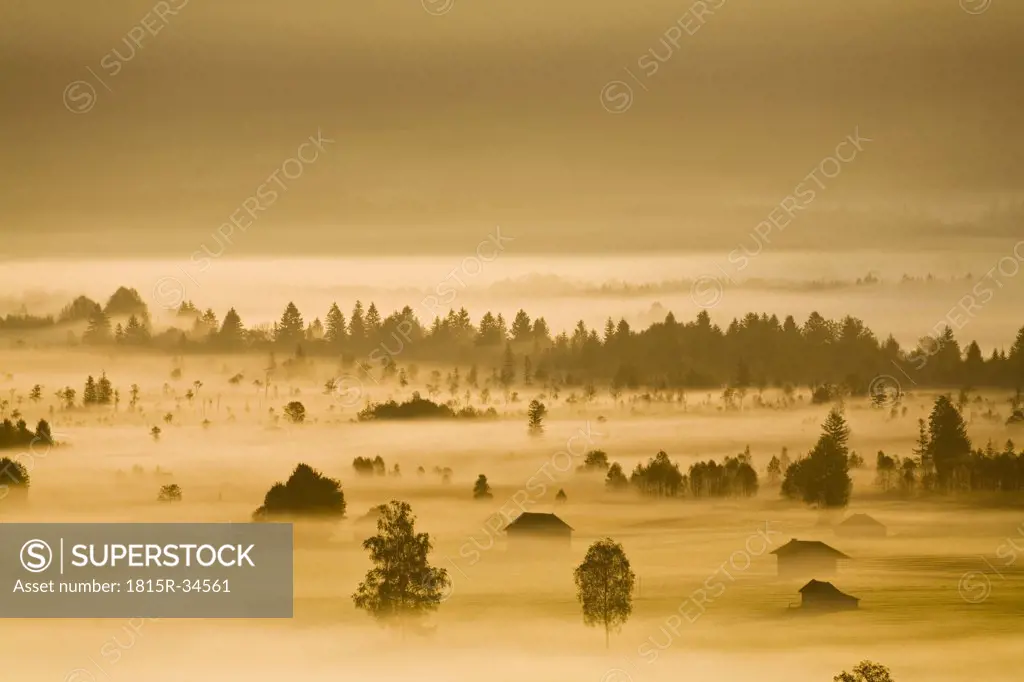 Germany, Bavaria, Murnauer Moos, morning fog
