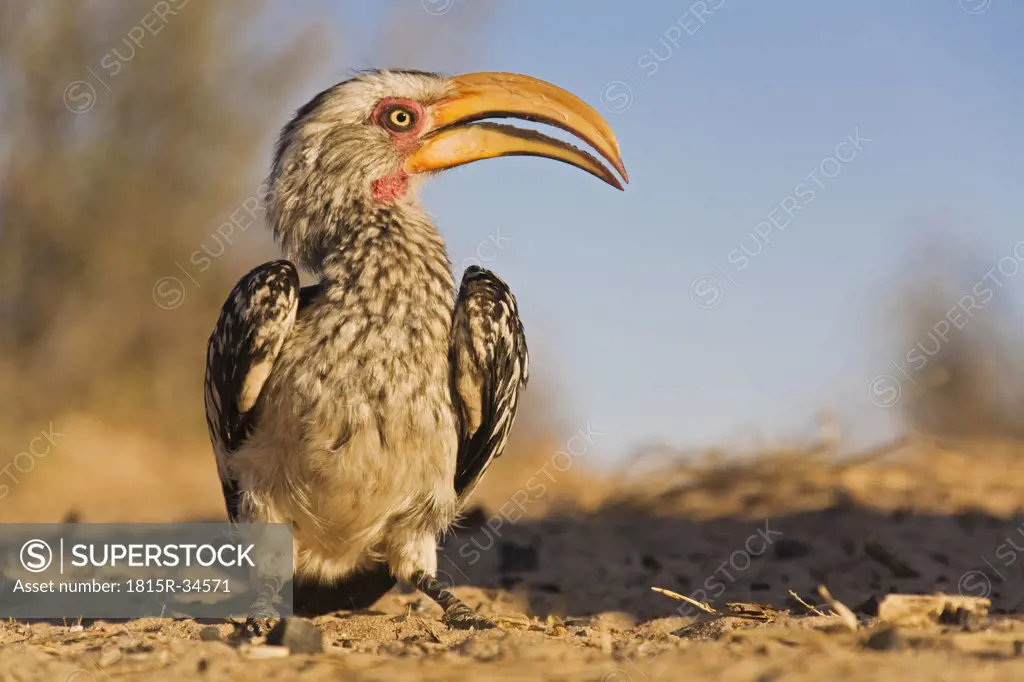 Eastern yellow-billed hornbill, close-up