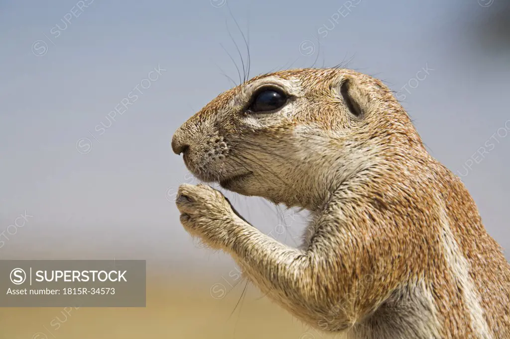African ground squirrel, close-up