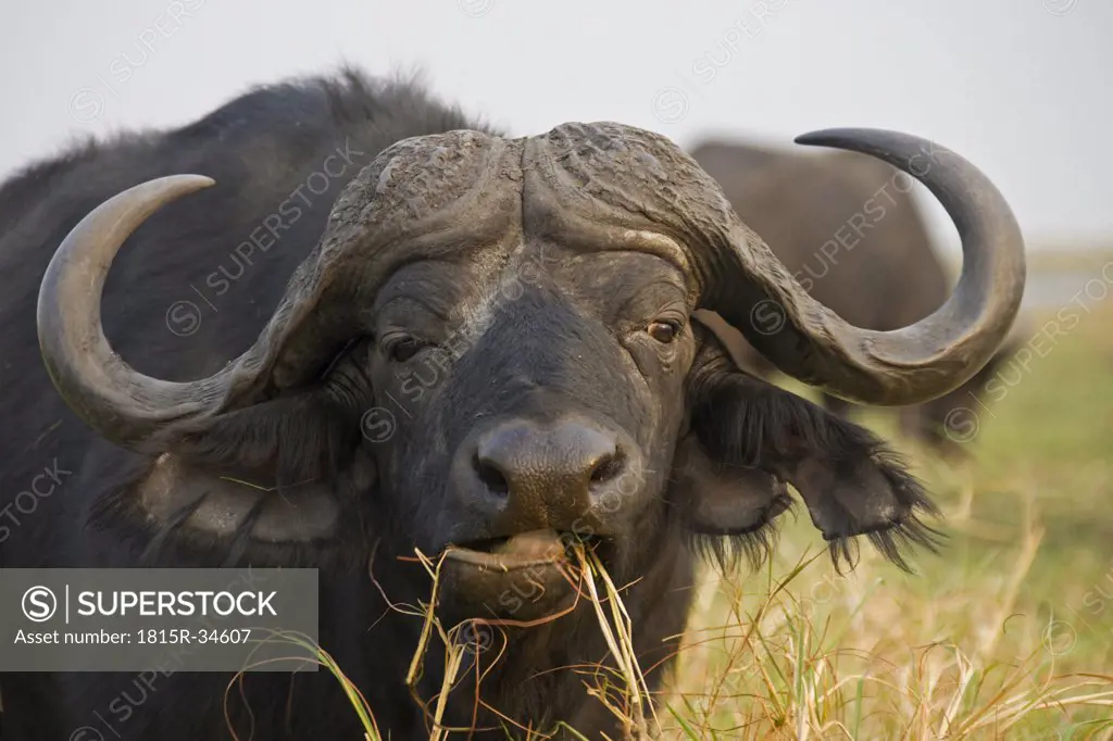 Cape buffalos, close-up