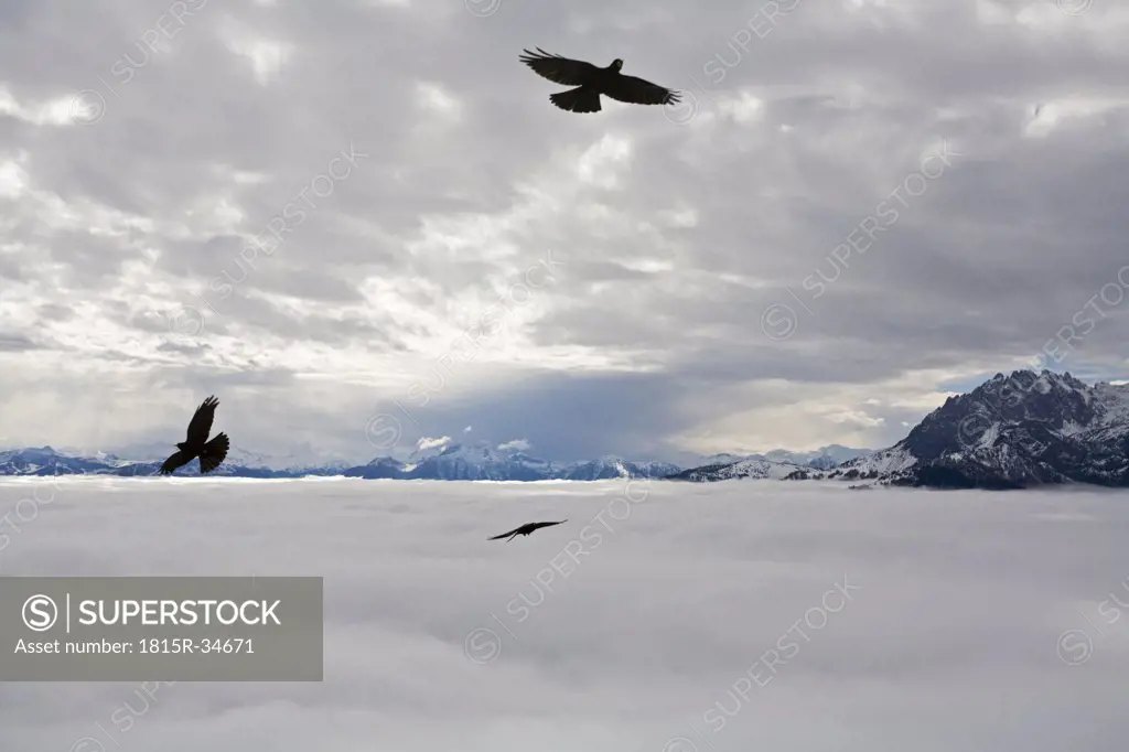 Austria, Werfen, Eisriesenwelt, Eagles in flight