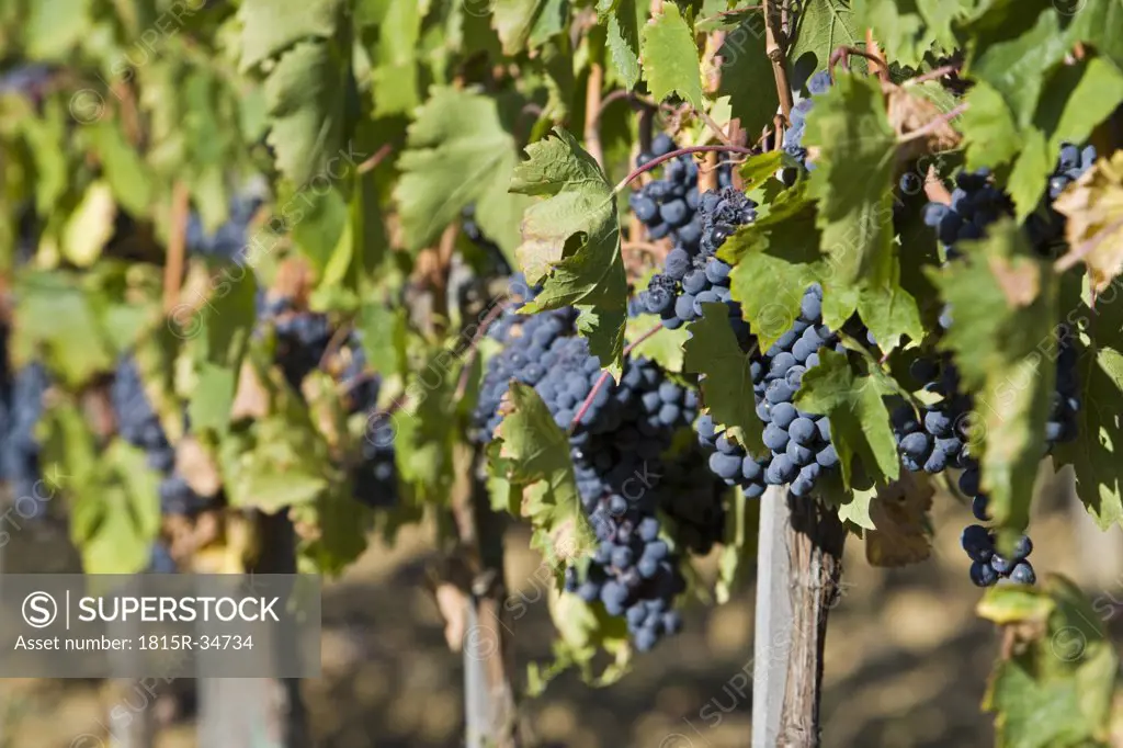 Italy,Tuscany, Bunches of Grapes in Vineyard