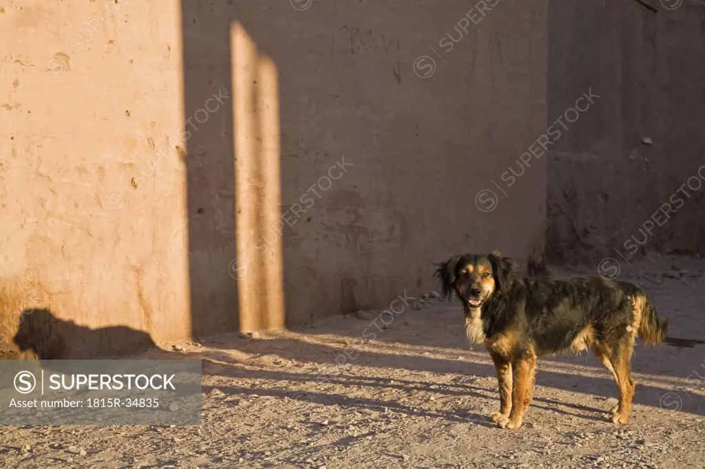 South America, Dog on street, portrait