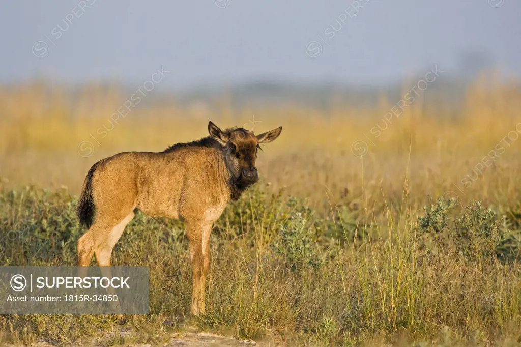 Africa, Botswana, Wildebeest calf Connochaetes taurinus)