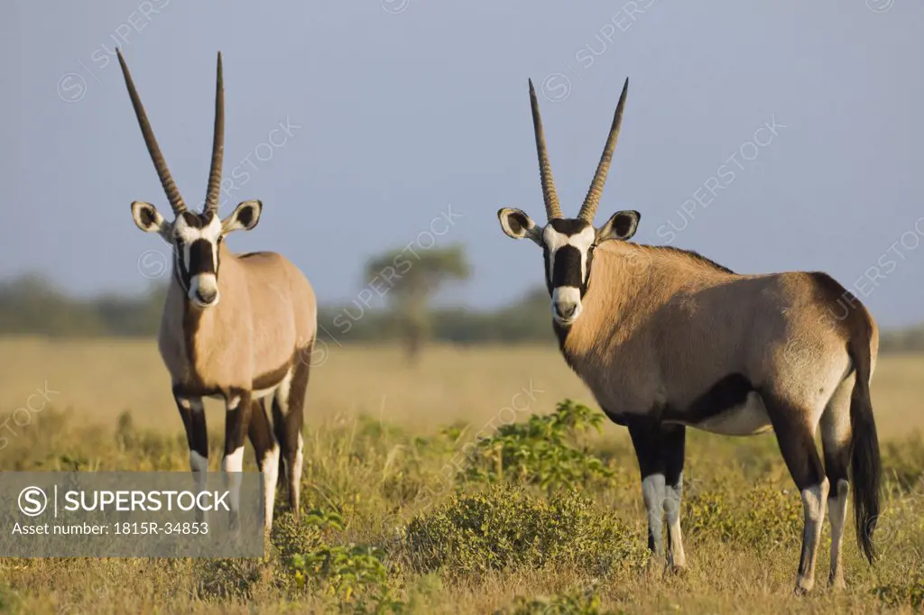 Africa, Botswana, Two gemsboks (Oryx gazella)