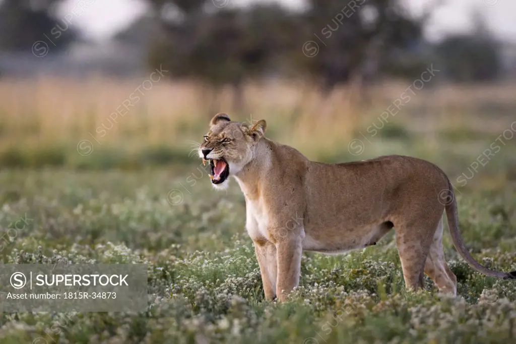 Africa, Botswana, Lioness (Panthera leo) roaring