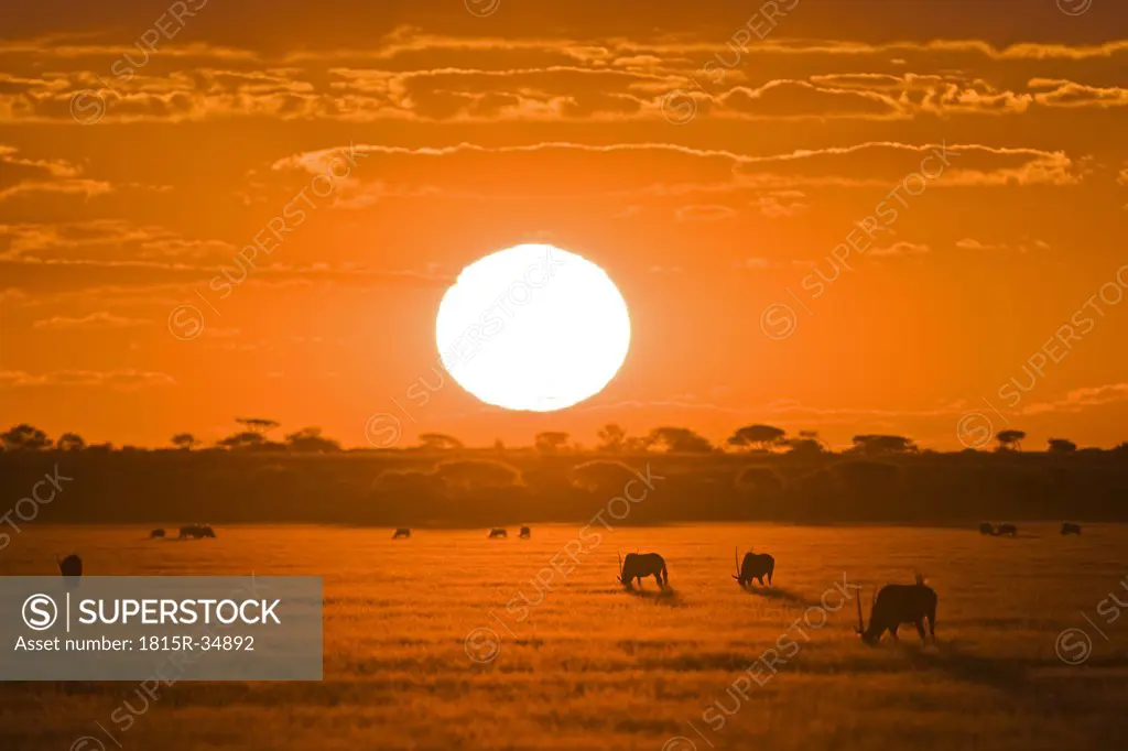 Africa, Botswana, Silhouette of gemsbok herd (Oryx gazella) at sunset