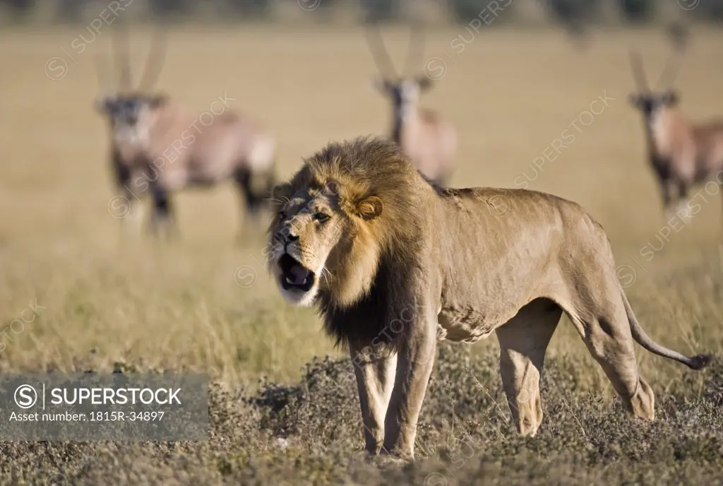 Africa, Botswana, Adult male lion (Panthera leo) roaring, Oryx herd (Oryx gazella) in background
