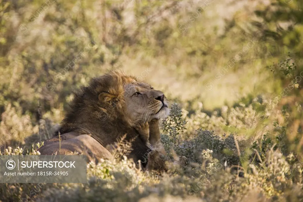 Africa, Botswana, Adult male lion (Panthera leo)