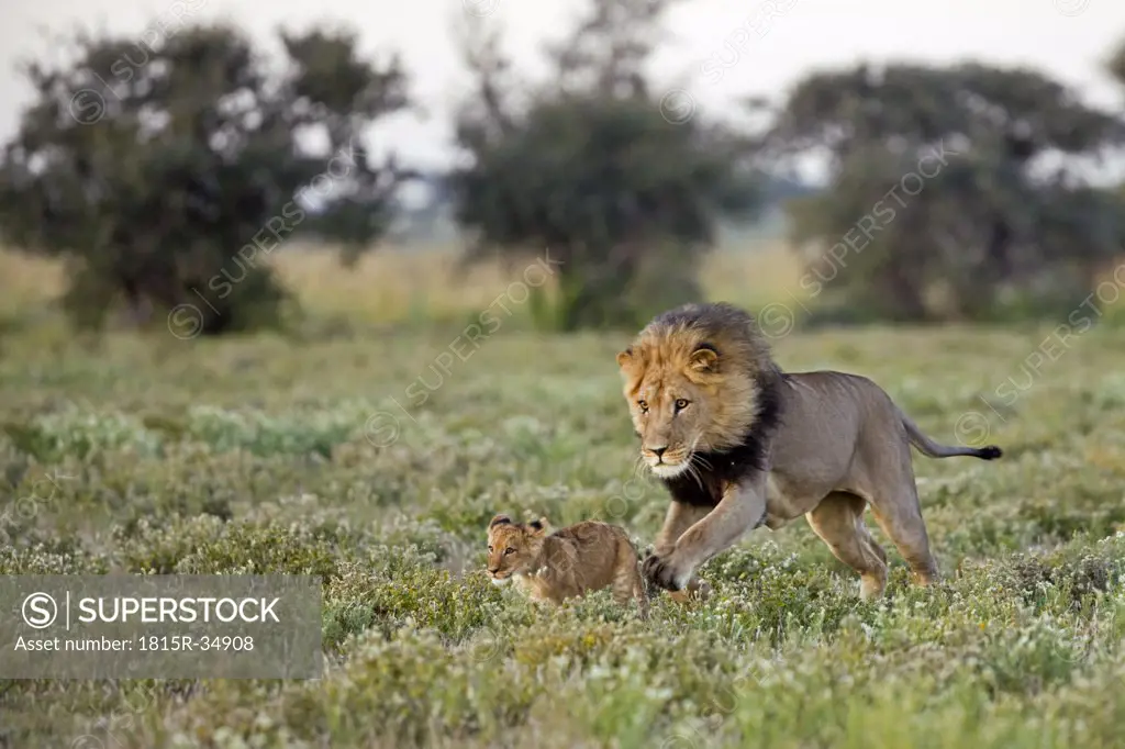 Africa, Botswana, Adult male lion (Panthera leo) and cub