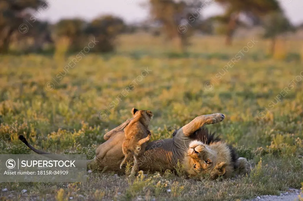 Africa, Botswana, Adult male lion (Panthera leo) and lion cub