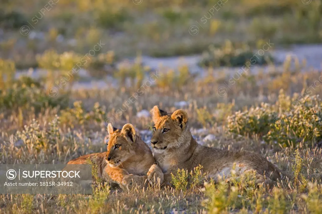 Africa, Botswana, Lion cubs (Panthera leo)