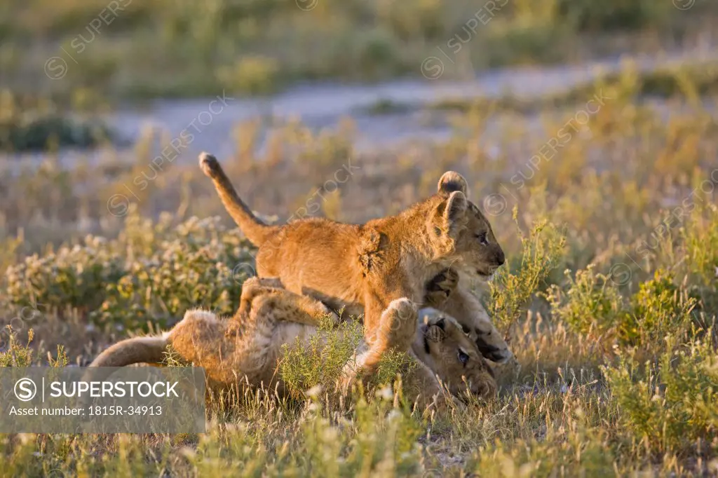 Africa, Botswana, Two lion cubs (Panthera leo) playing