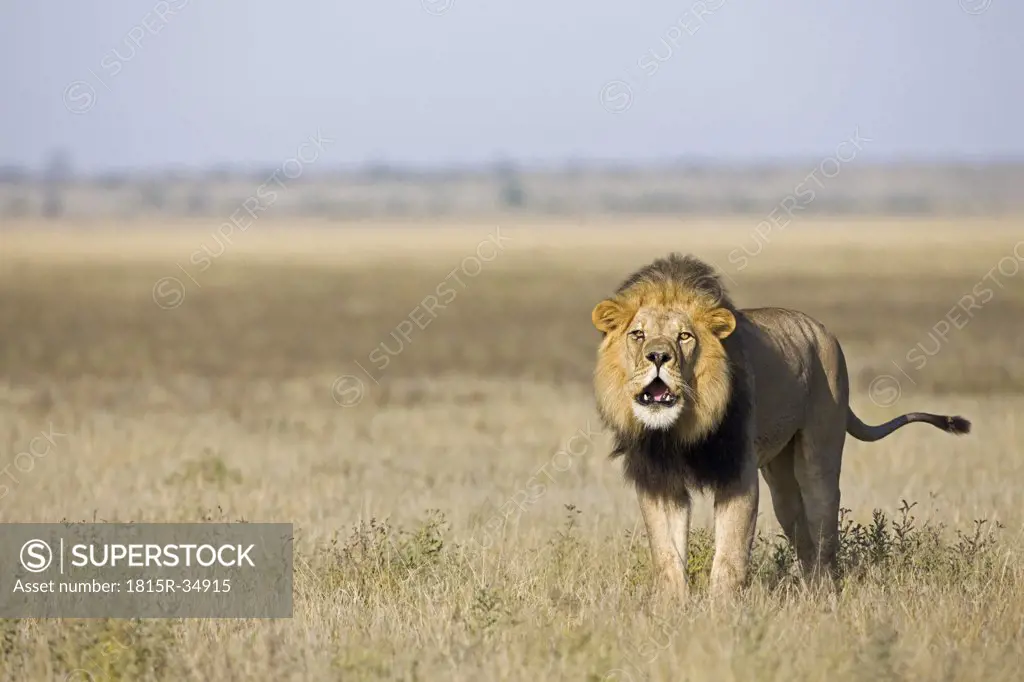Africa, Botswana, Adult male lion (Panthera leo) roaring