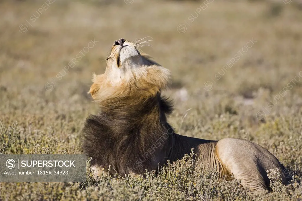 Africa, Botswana, Adult male lion (Panthera leo) lying in grass