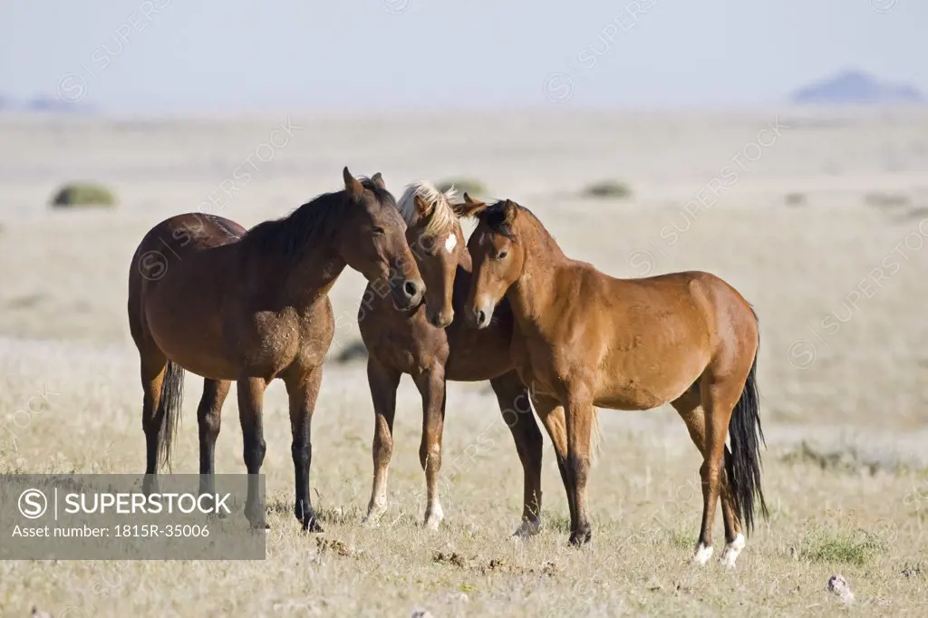 Africa, Namibia, Aus, Wild horses