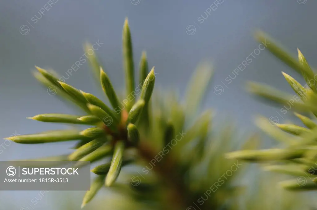 Cedar, (Cedrus deodara), close-up