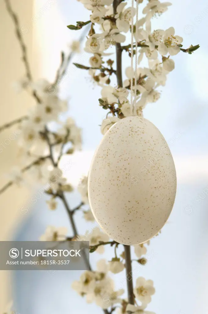 Easter egg hanging from cherry blossom twig, close-up